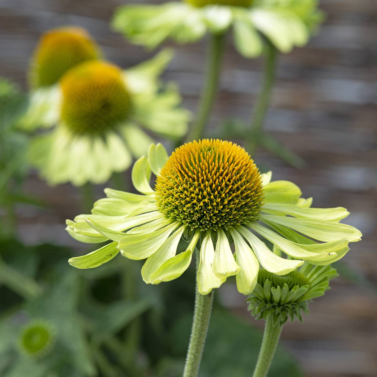 Graines d'Echinacea Alan's Pride - Rudbeckia pourpre le sachet de 20 graines environ