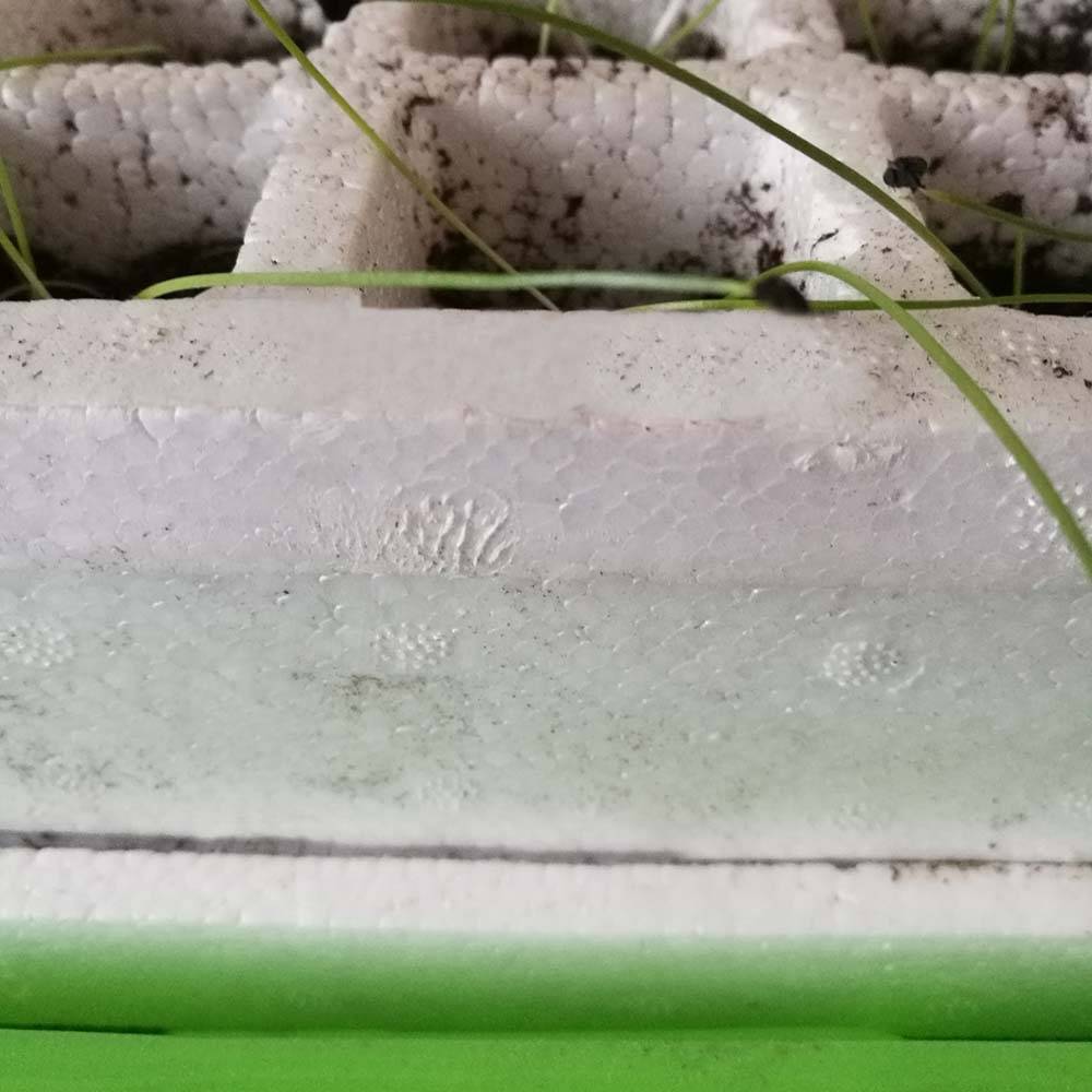 Terre Jardin - Kit de germination pour semis 40 godets 40 x 25 cm - TERRE JARDIN - Image 9