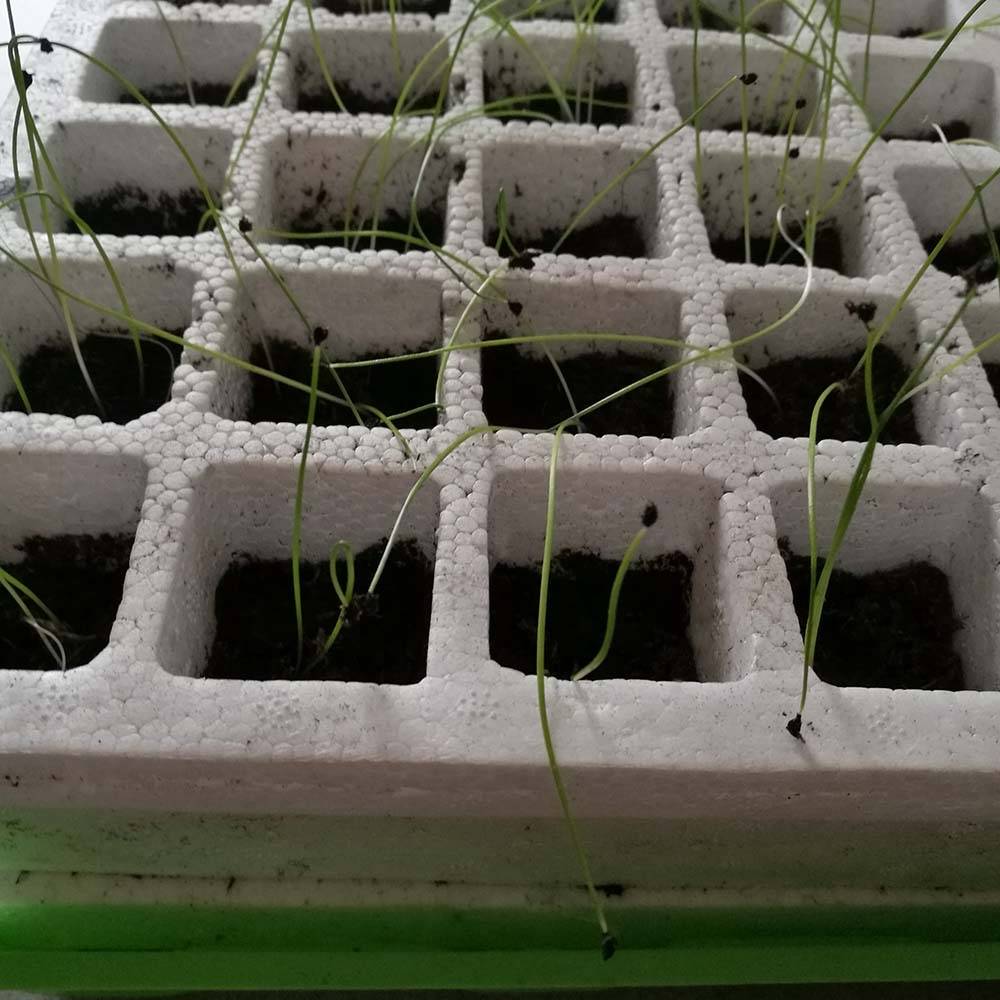 Terre Jardin - Kit de germination pour semis 40 godets 40 x 25 cm - TERRE JARDIN - Image 7