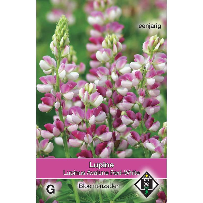 Graines de Lupin annuel Avalune Red-White - Lupinus hartwegii le sachet de 40 graines environ (1g)