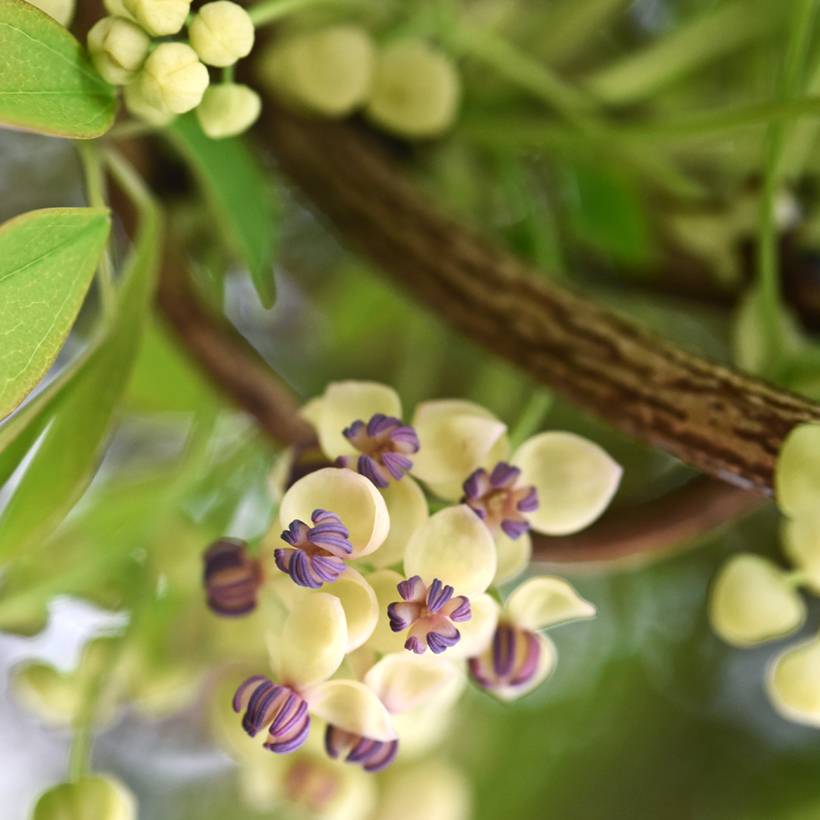 Promesse de Fleurs - Akebia quinata Cream Form Pot de 2L/3L