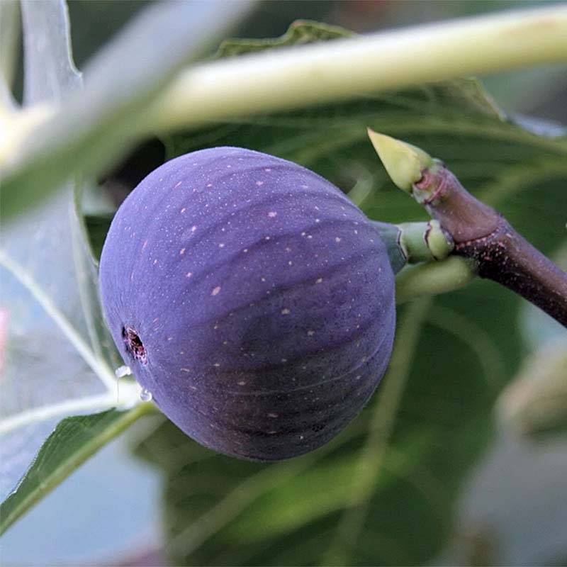 Promesse de Fleurs - Figuier Ronde De Bordeaux - Ficus carica Pot de 2L/3L