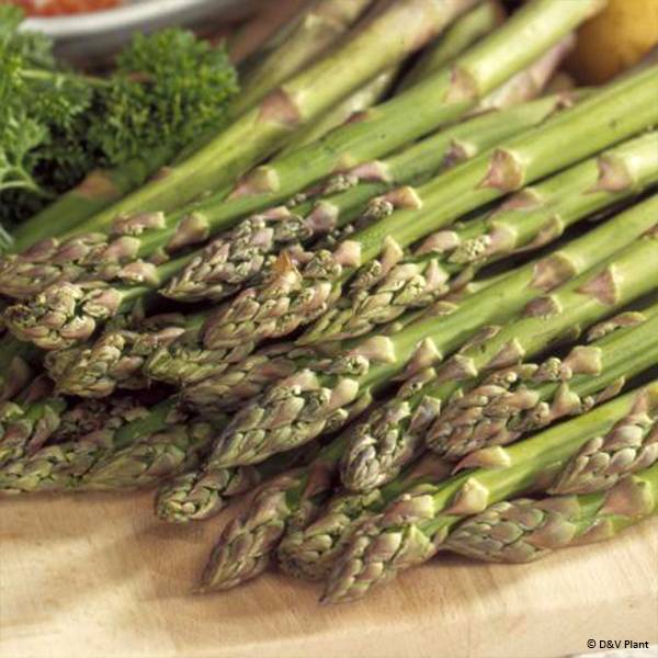 Asperge verte Mary Washington - Asparagus officinalis Pot de 1,5L/2L