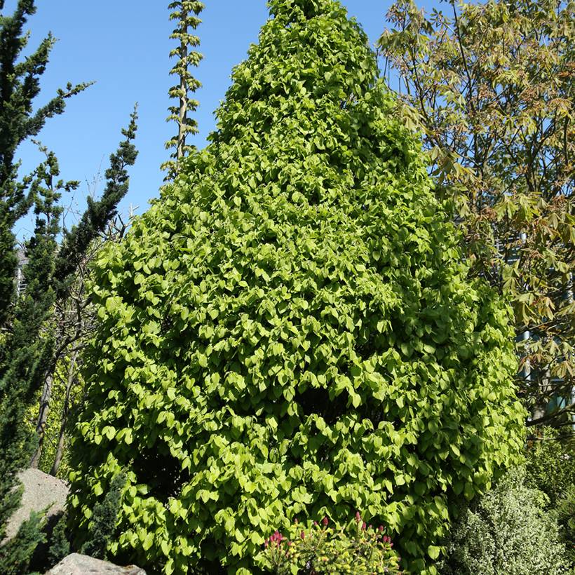 Promesse de Fleurs - Carpinus betulus Globus - Charme commun globuleux Pot de 4L/5L