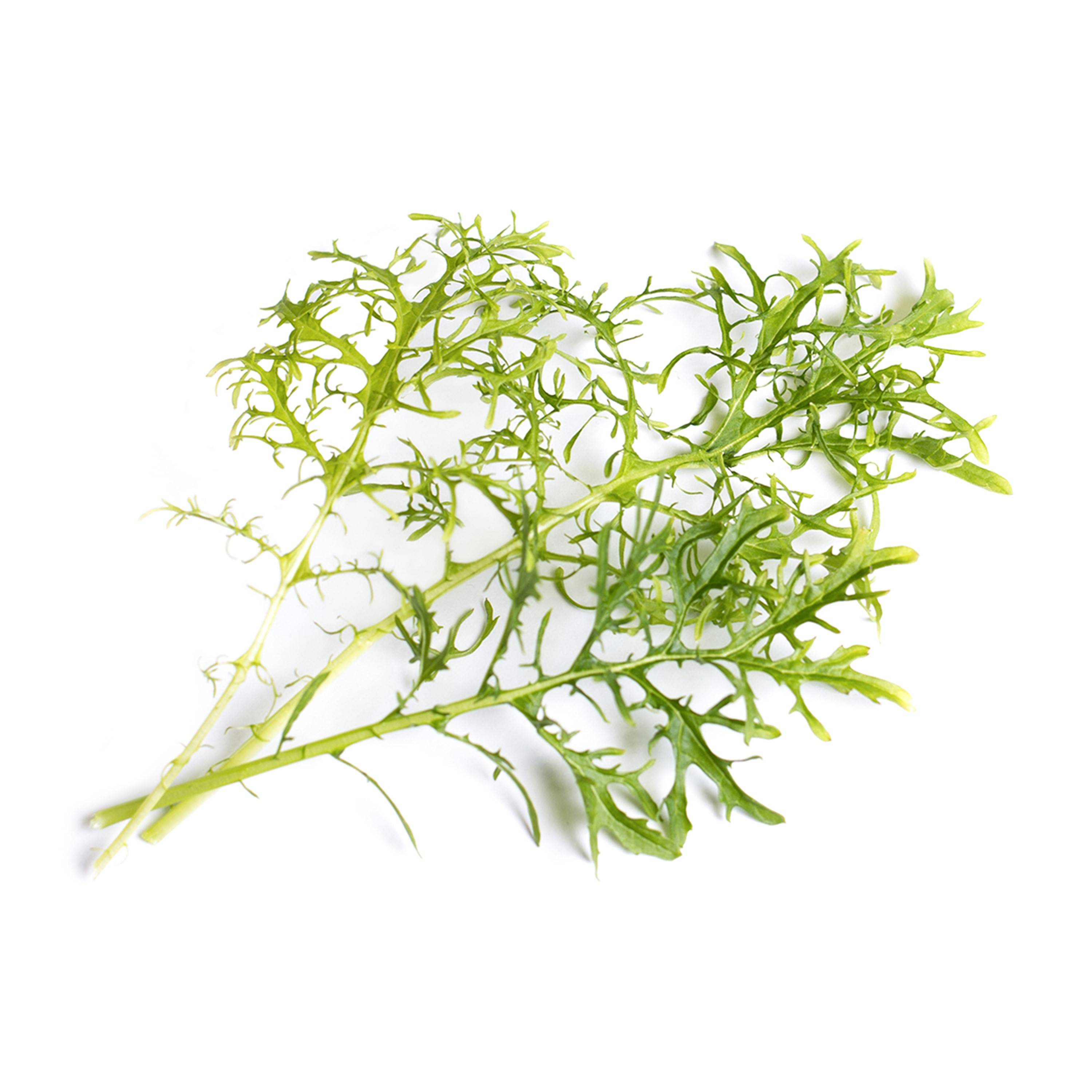 Veritable - Lingot Moutarde Verte BIO - Recharge prête à l'emploi - Véritable - Imagen 2
