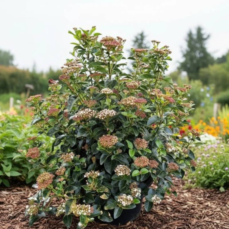 Viorne, Laurier Tin, Viburnum à fleurs Blanche - feuillage Persistant - Pot de 7,5L - 80/100 cm-  hauteur à maturité De 1,50 m à 2,00 m - Image 2