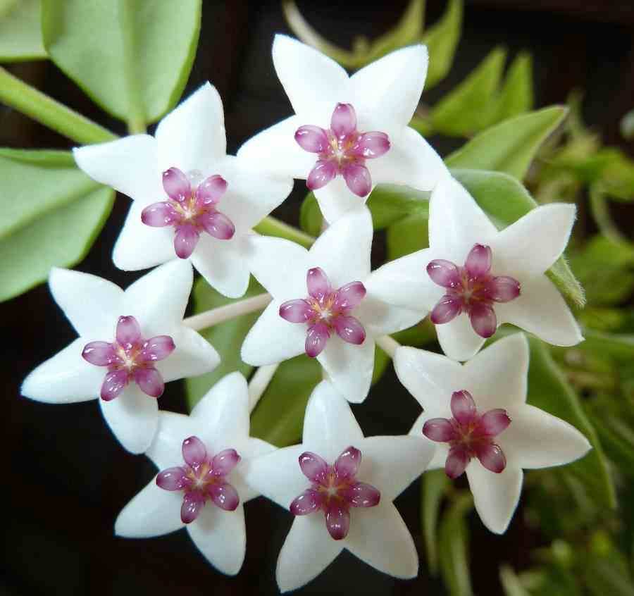 Sans Marque - Hoya bella (Fleur de porcelaine, fleur de cire) Taille:Pot de 1 litre ? 30/40 cm - Couleur floraison:blanc et rose - Image 2