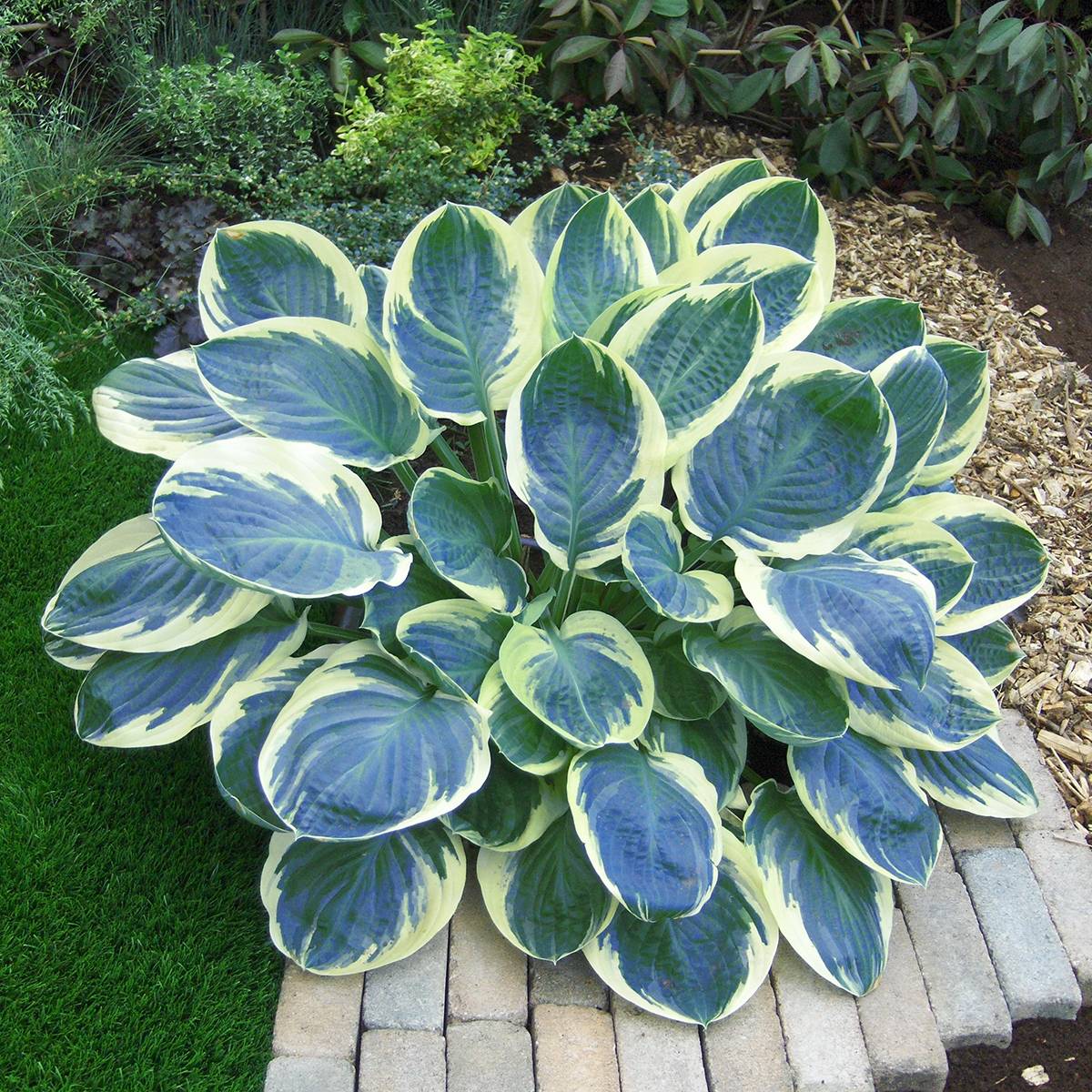 Hosta Orion's Belt Pot de 1,5L/2L
