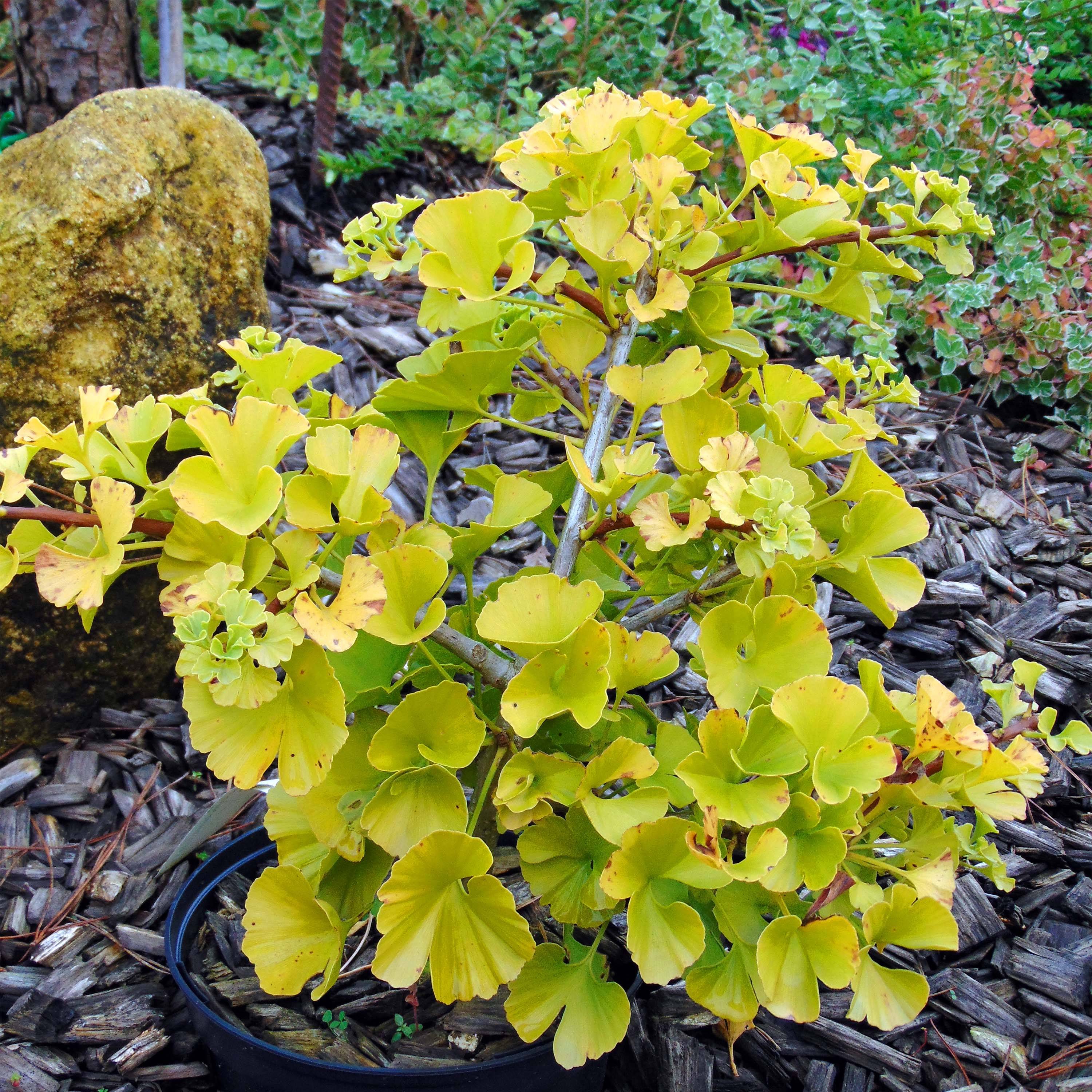 Promesse de Fleurs - Ginkgo biloba Mariken - Arbre aux quarante écus nain Pot de 7,5L/10L, Tige, Tige de 40 cm