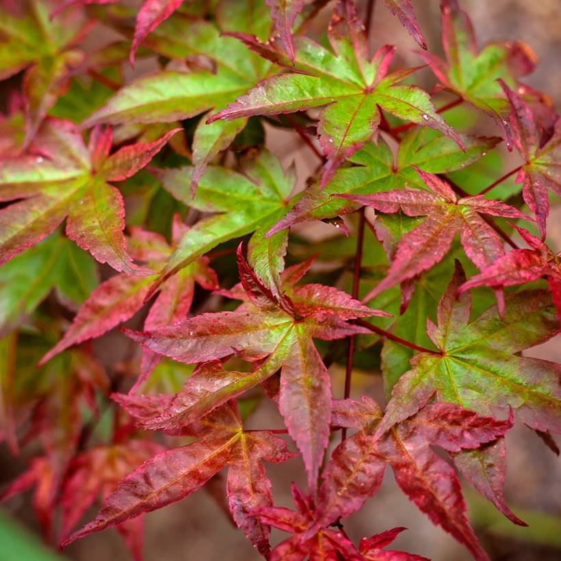 Érable du Japon Beni Maiko - Acer palmatum Pot de 12L/15L, Demi-Tige