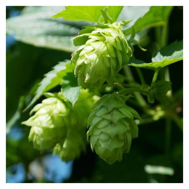 Houblon doré - Pot de 1,5L - Tuteur bambou 30/60 cm - Imagen 3