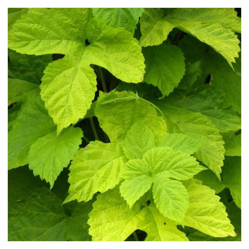 Houblon doré - Pot de 1,5L - Tuteur bambou 30/60 cm - Imagen 2