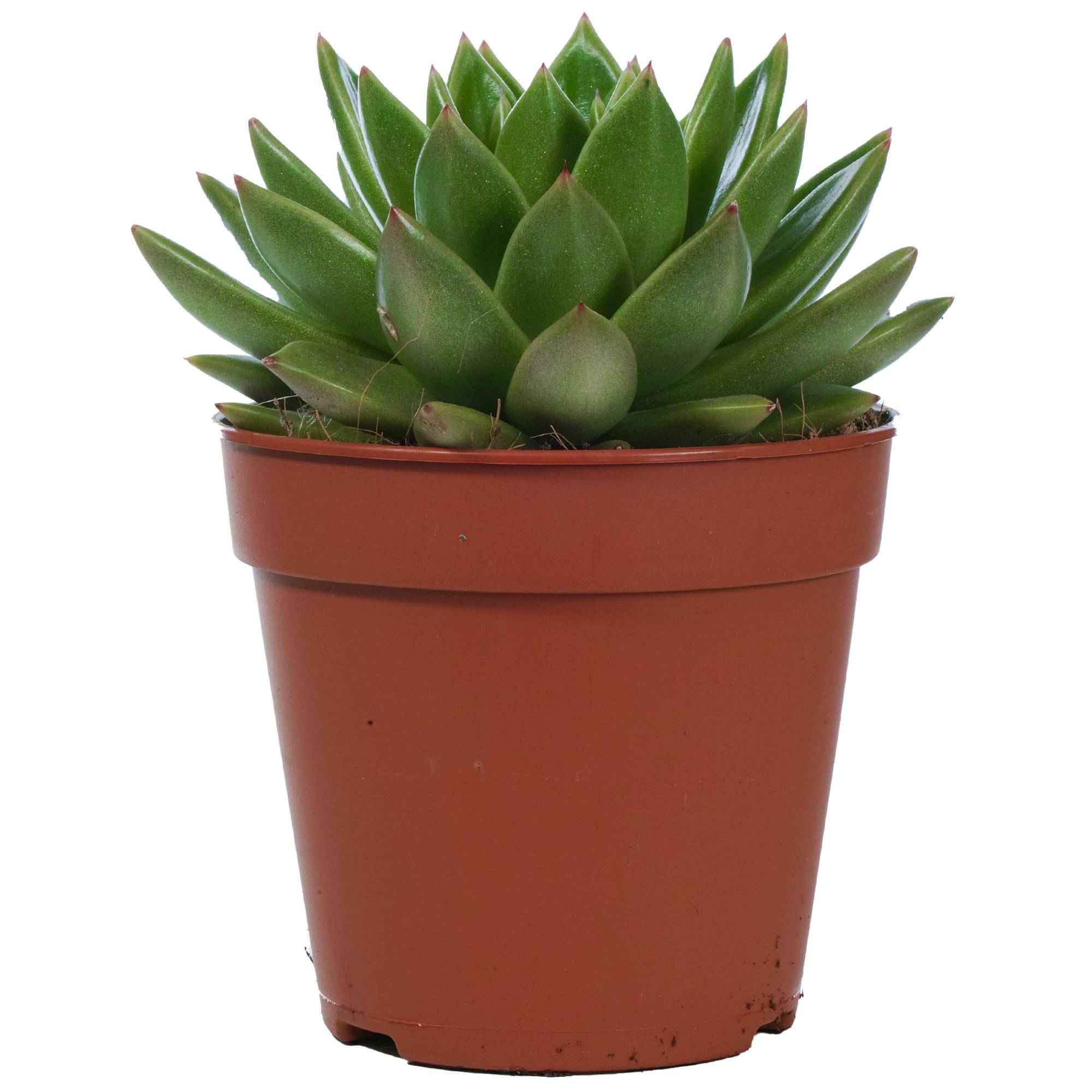 Gardenersdream - Echeveria Miranda Plante En Pot D'Intérieur À Feuilles Persistantes De Qualité Pour La Maison Ou Le Bureau - GardenersDream - Imagen 1