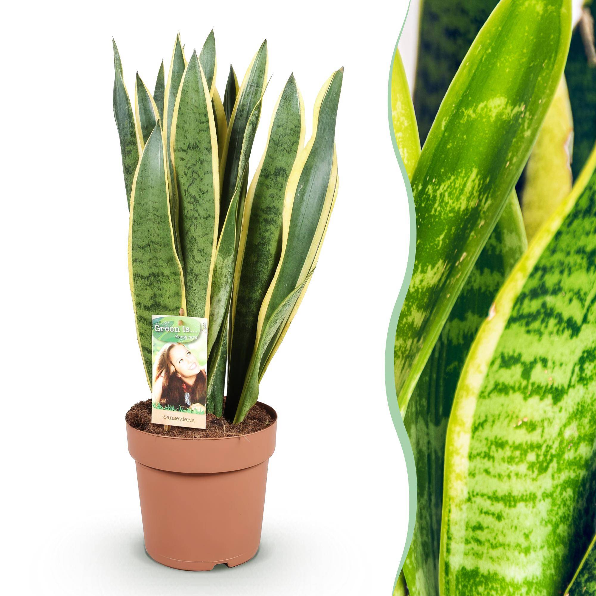 Sansevieria Laurentii - Pot de 21cm - Sans cache-pot - Plantes d'intérieur