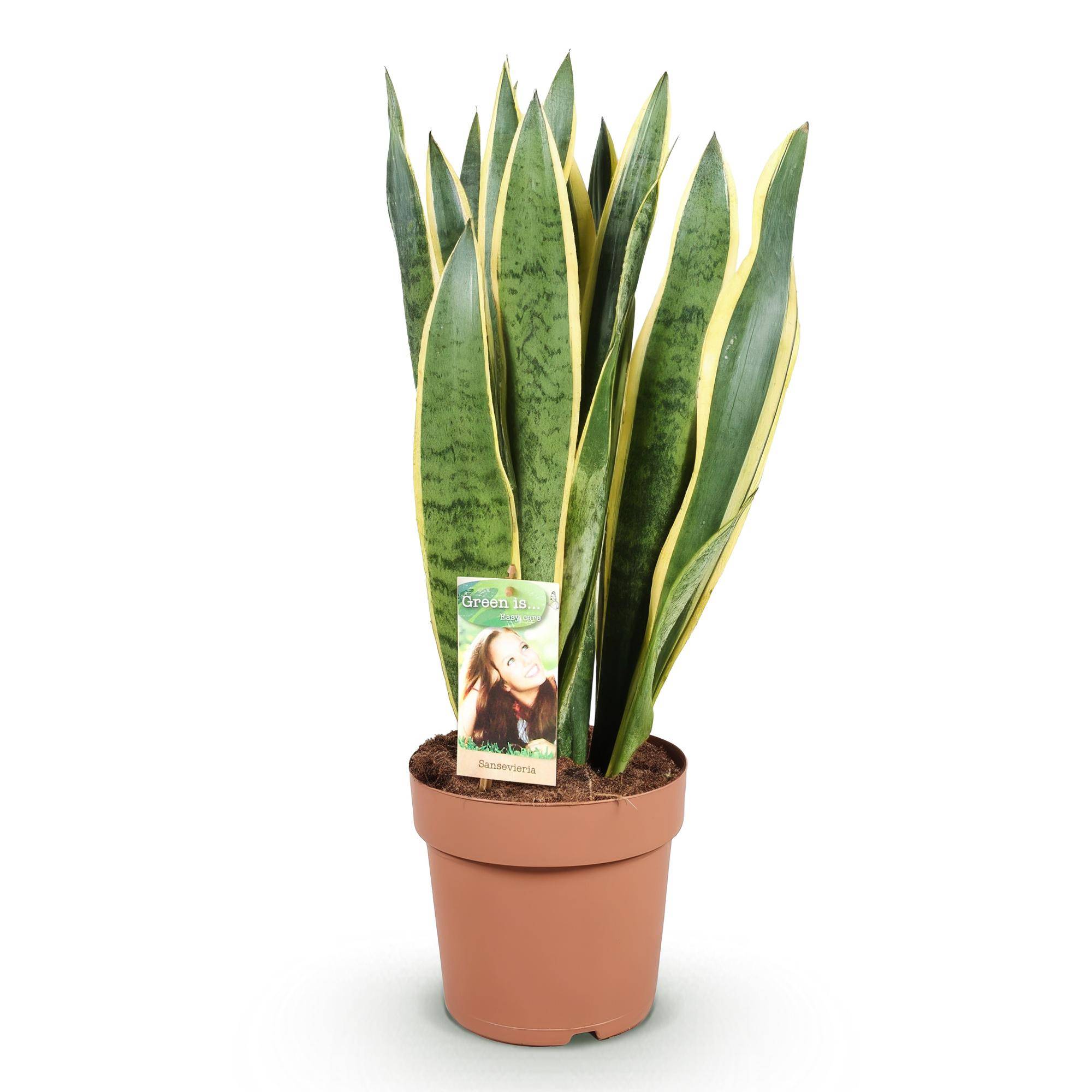 Sansevieria Laurentii - Pot de 21cm - Sans cache-pot - Plantes d'intérieur - Image 2