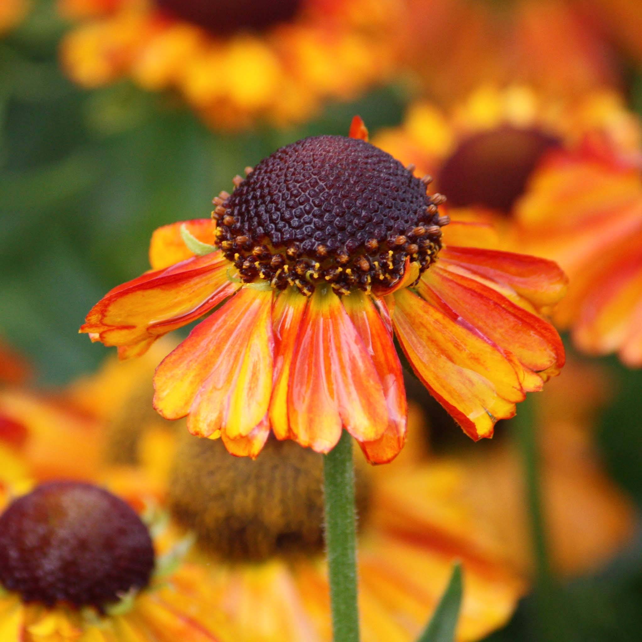 Helenium Short'n 'Sassy - Hélénie jaune orangé. Pot de 3L/4L