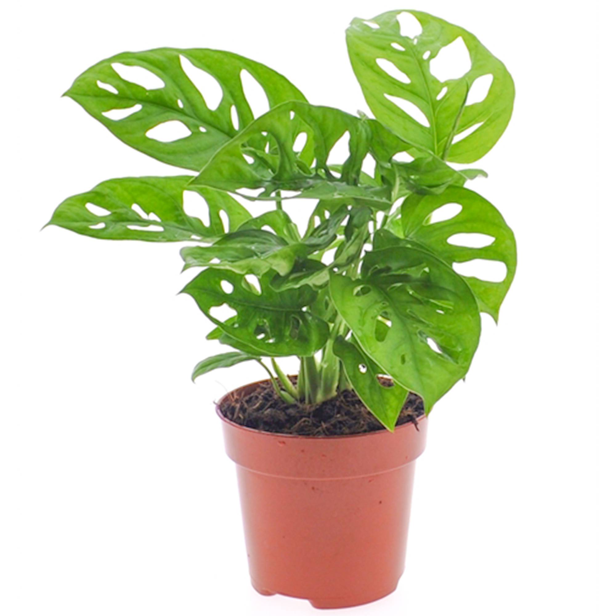 Gardenersdream - Monstera Obliqua Vive Monstera Monkey Plante Verte D'Intérieur En Pot 20-30 Cm - GardenersDream - Imagen 1