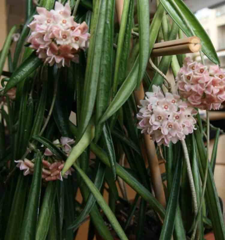 Sans Marque - Hoya shepherdii (Fleur de porcelaine, fleur de cire) Taille:Pot de 2 litres - 20/40 cm - Couleur floraison:blanc et rose