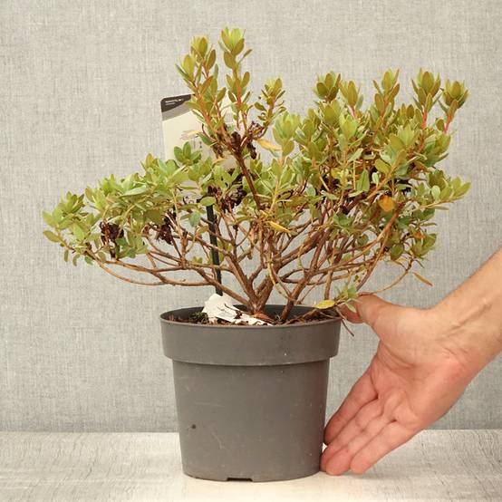 Rhododendron impeditum Ramapo Pot de 2L/3L - Image 2