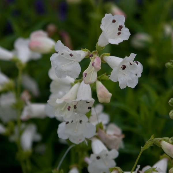 Penstemon hybride White Bedder - Galane Godet de 8/9 cm