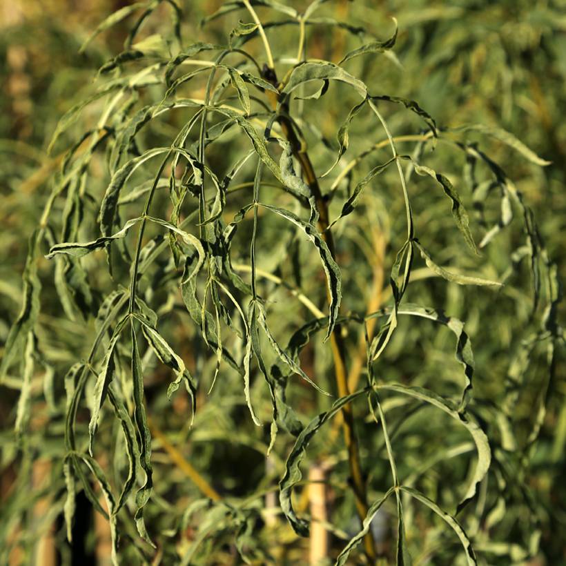 Fraxinus excelsior Aarsee - Frêne à feuilles réduites Pot de 7,5L/10L