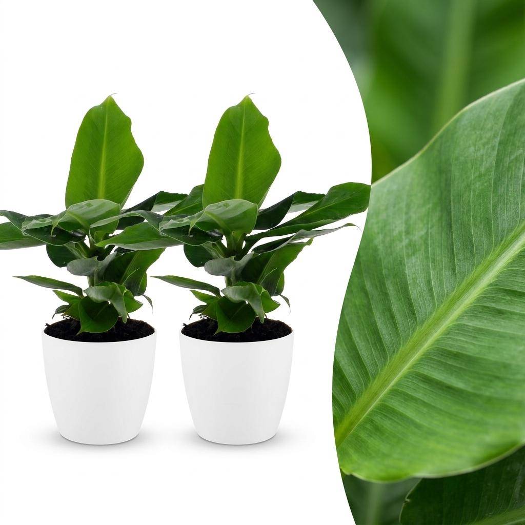 Musa Oriental Dwarf - Bananier nain oriental - Pot de 12cm - 2 plantes - Blanc - Plantes d'intérieur