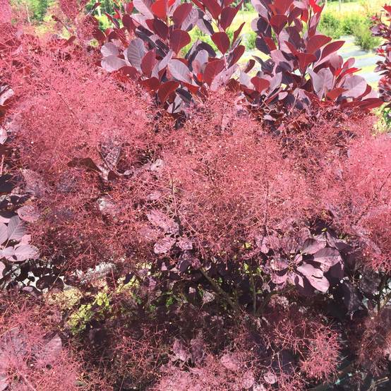 Promesse de Fleurs - Cotinus coggygria Winecraft Black - Arbre à perruque Pot de 3L/4L