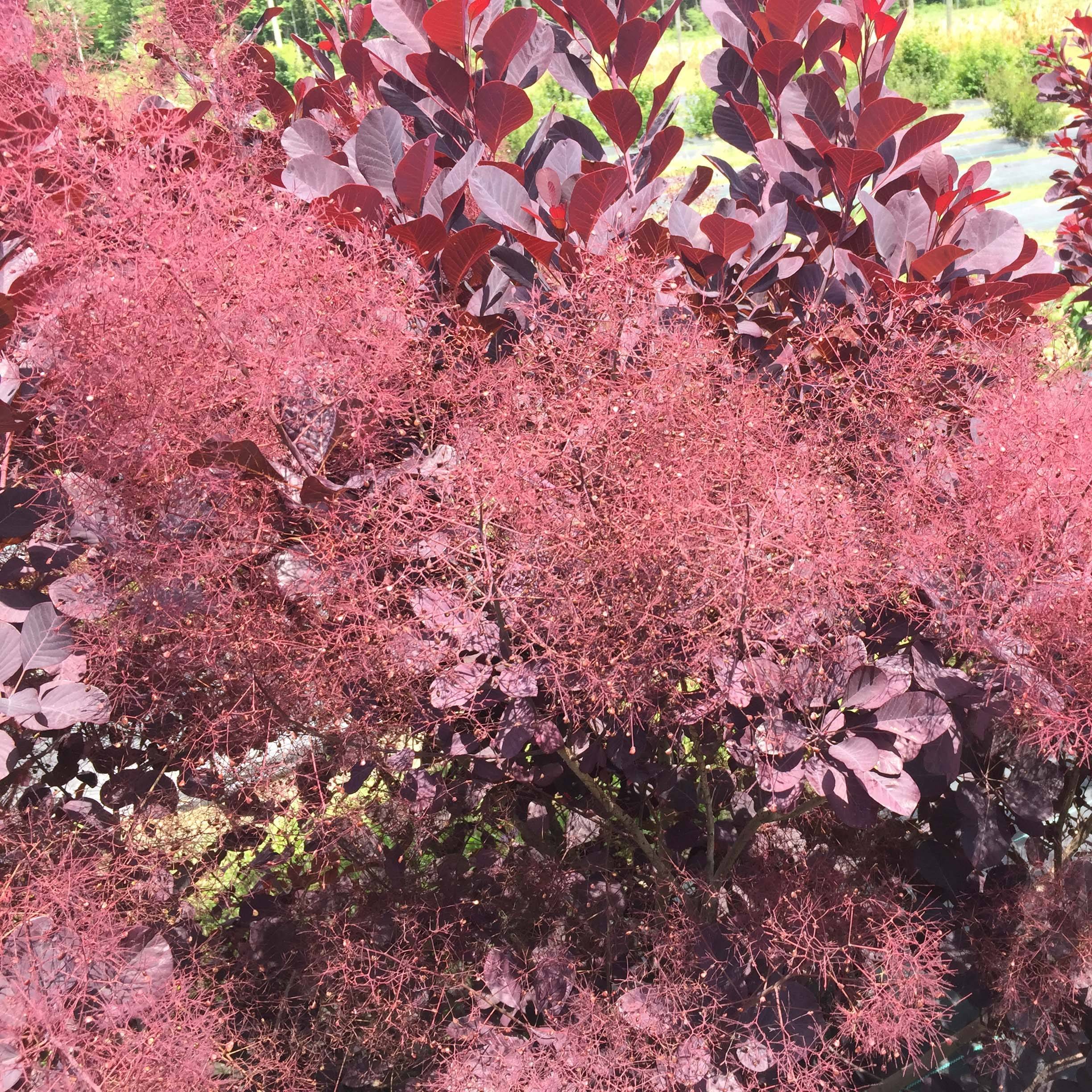Promesse de Fleurs - Cotinus coggygria Winecraft Black - Arbre à perruque Pot de 3L/4L