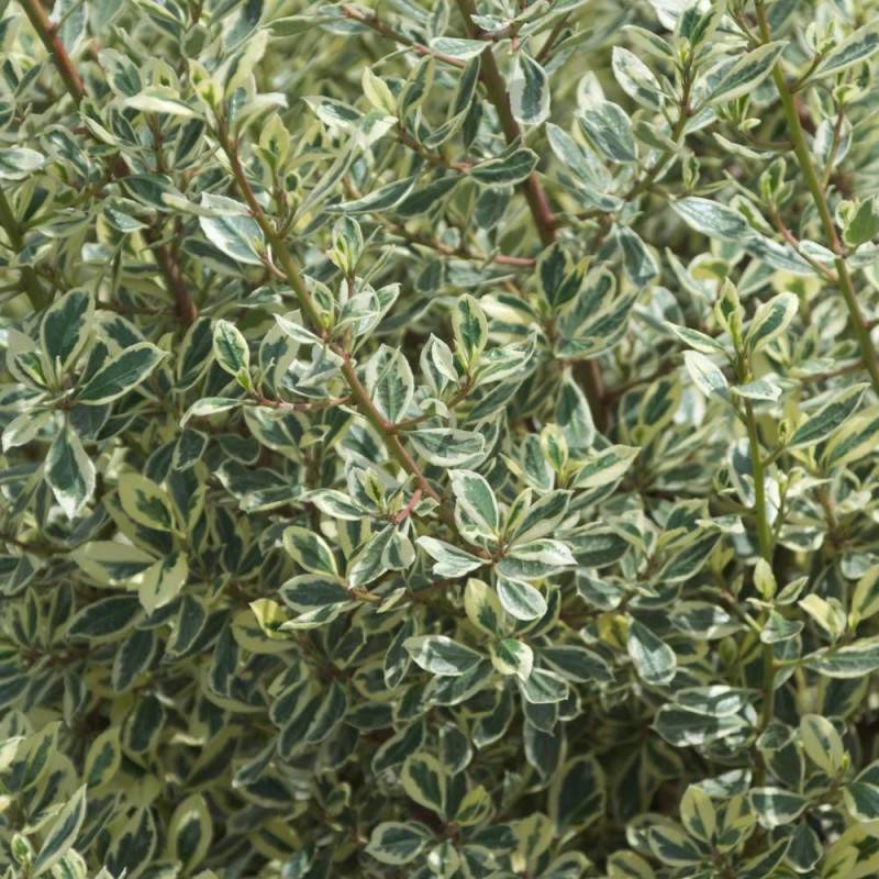 Alaterne alaternus, Nerprun alaterne Argenteovariegata à fleurs Jaune/ - feuillage Caduc - Pot de 3L - 40/60 cm - Imagen 3
