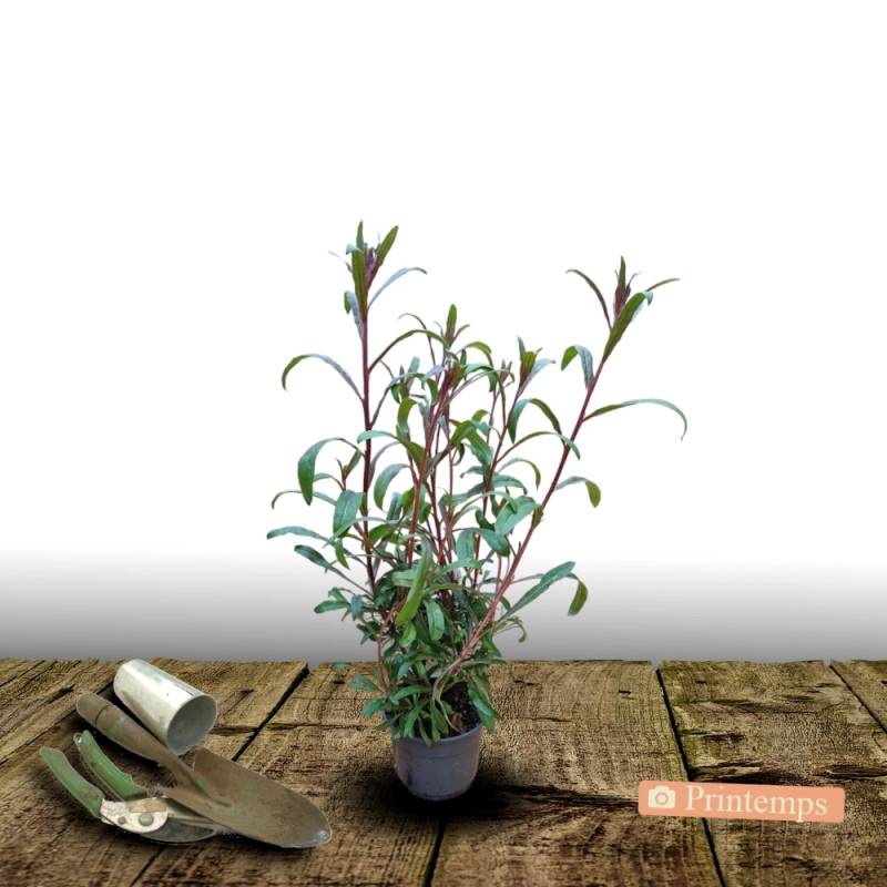 Gaura Siskiyou Pink à fleurs Rose/ - feuillage Caduc - Pot de 4L - 40/60 cm - Imagen 4