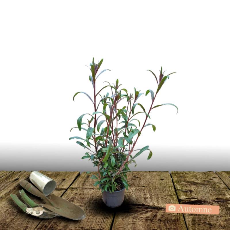 Gaura Siskiyou Pink à fleurs Rose/ - feuillage Caduc - Pot de 4L - 40/60 cm - Imagen 2