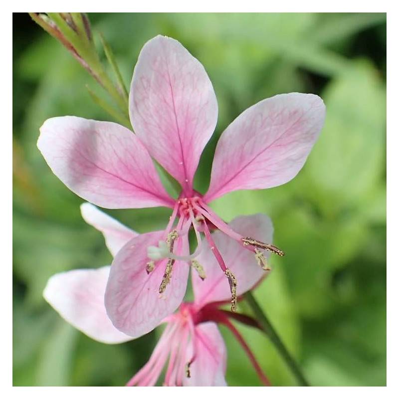 Gaura Siskiyou Pink à fleurs Rose/ - feuillage Caduc - Pot de 4L - 40/60 cm - Imagen 1