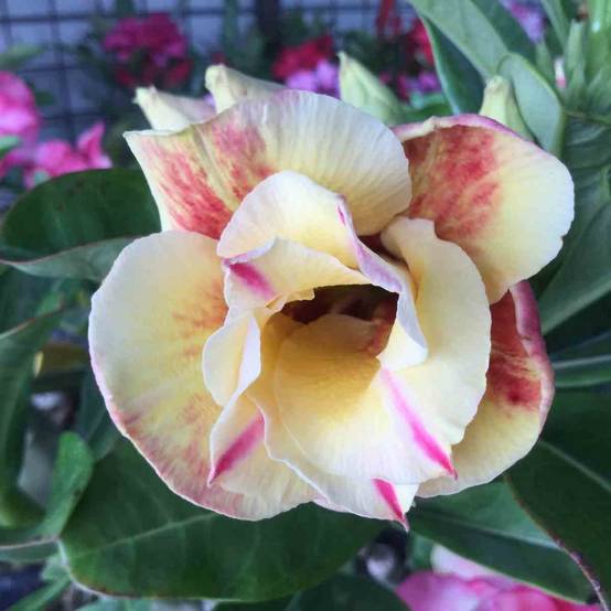 Sans Marque - Adenium obesum cv.Prarod meri Rose - Caudex d'environ 300g 20/25cm - Image 1