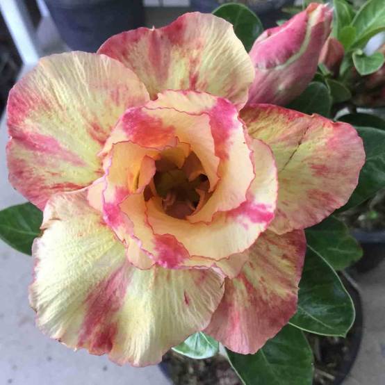 Sans Marque - Adenium obesum cv.Prarod meri Rose - Caudex d'environ 300g 20/25cm - Image 2