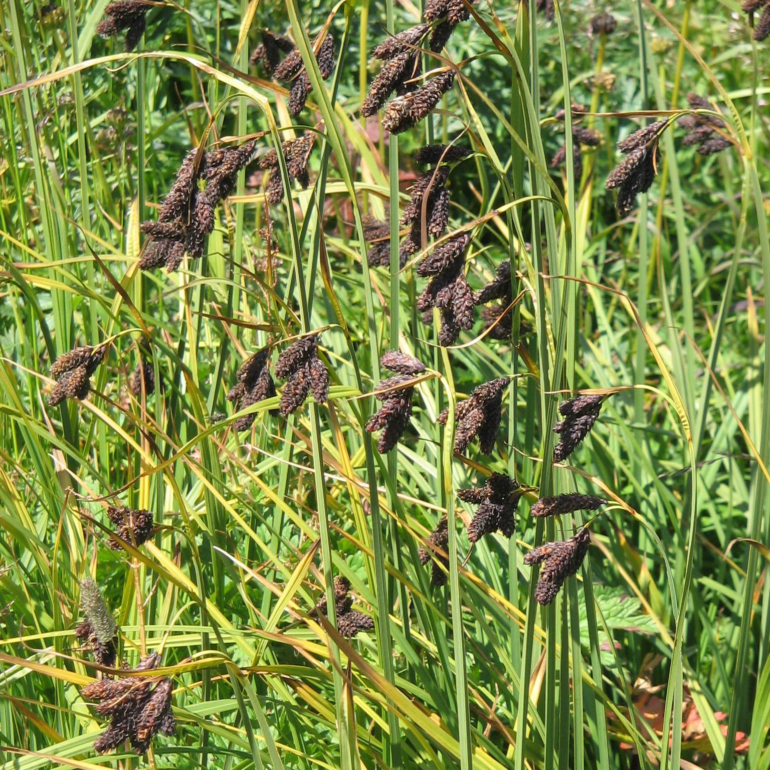 Carex atrata - Laîche des montagnes Godet de 8/9 cm