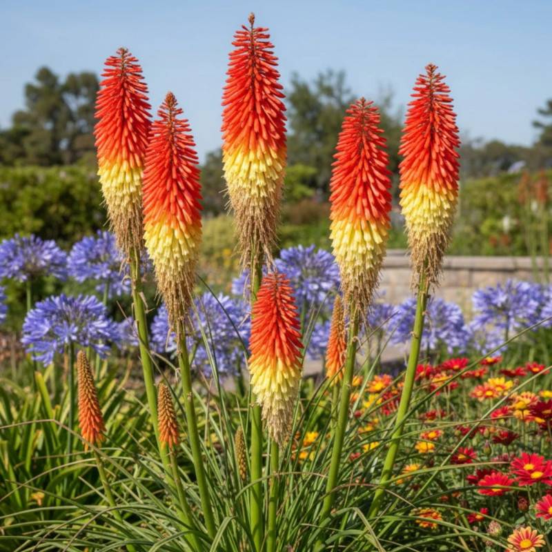 Kniphofia, Tison de Satan Papaya Popsicle® à fleurs Jaune/Orange - feuillage Caduc - Godet - 5/20 cm - Imagen 1