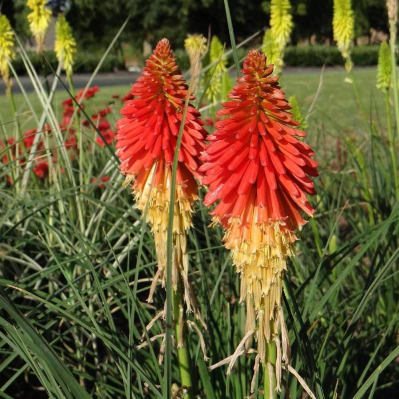 Kniphofia, Tison de Satan Papaya Popsicle® à fleurs Jaune/Orange - feuillage Caduc - Godet - 5/20 cm - Imagen 2