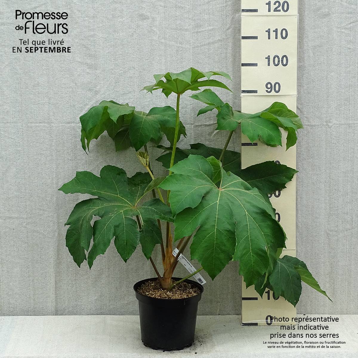 Tetrapanax papyrifera Rex - Plante à papier de riz Pot de 6L/7L - Image 2