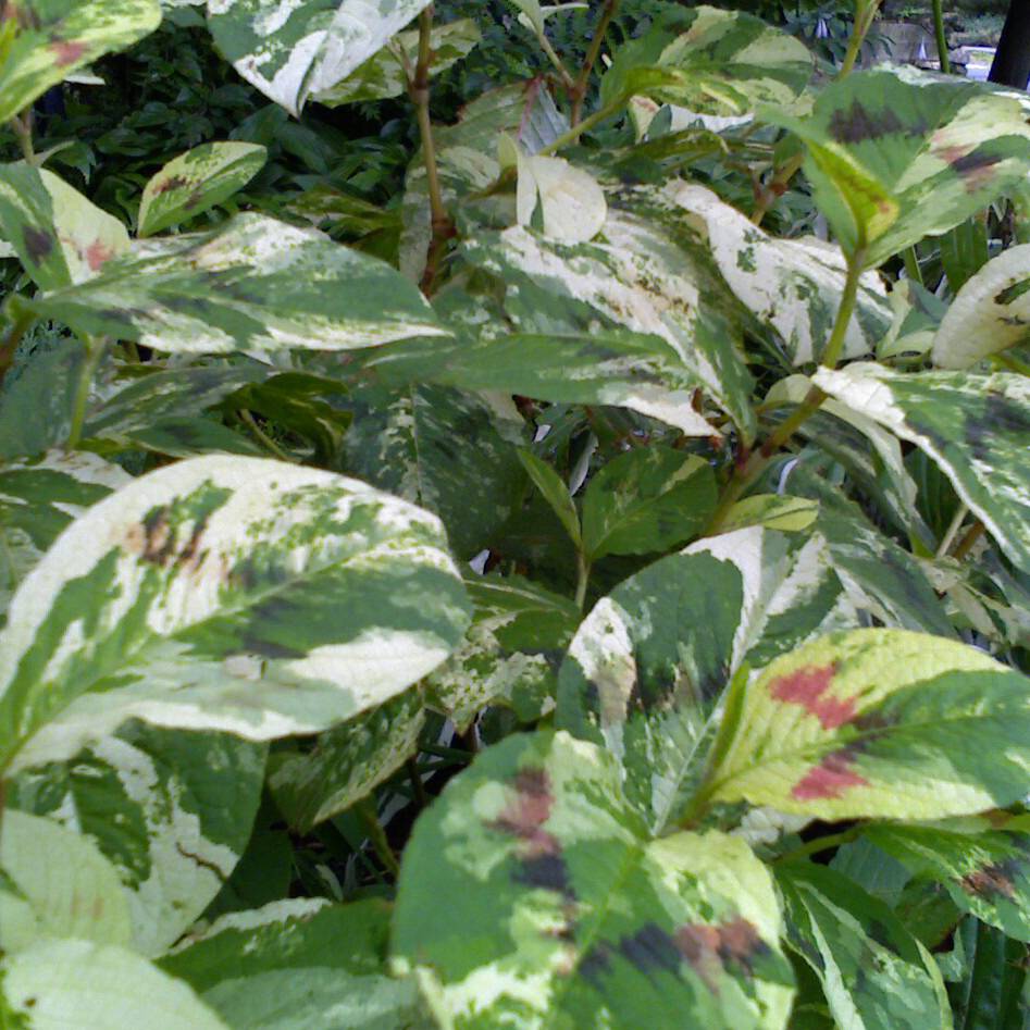 Renouée - Persicaria virginiana Painter's Palette Godet de 8/9 cm