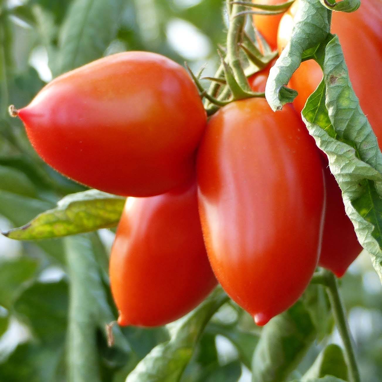 Tomate Colibri F1 en plants  godet de 8/9cm - Image 2