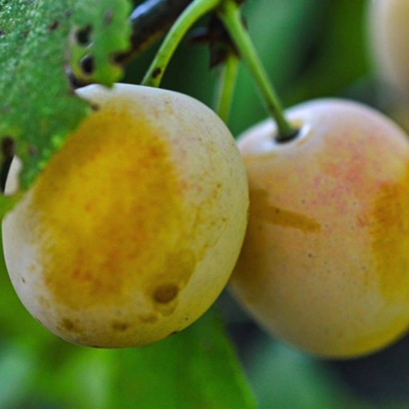 Prunier 'Golden Japan' (Prunus domestica 'Golden Japan') - Scion de 100 à 150cm - Pépinières Naudet - Imagen 1