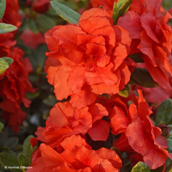 Promesse de Fleurs - Azalée hybride REPETITA Coral - Azalée remontante Pot de 2L/3L