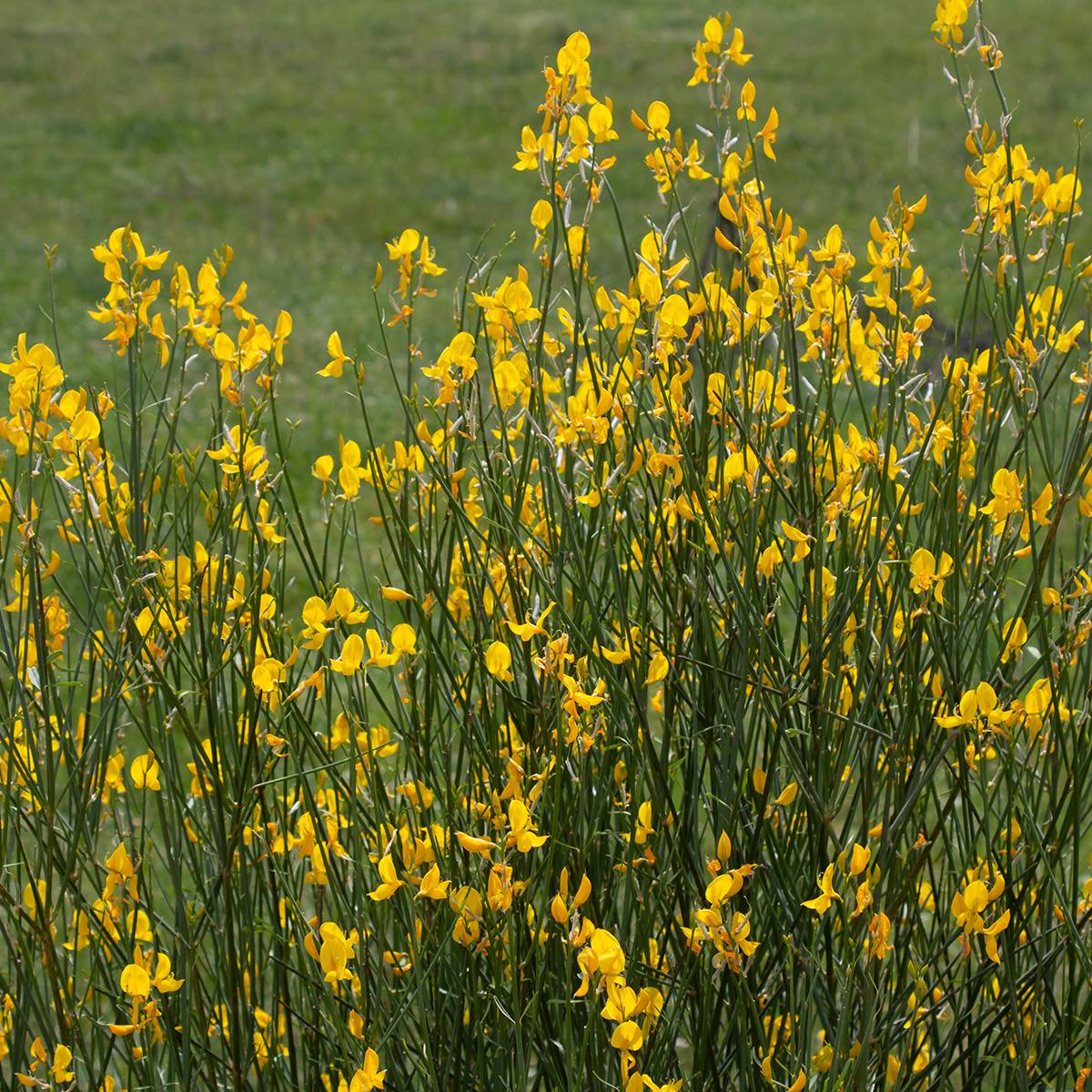 Promesse de Fleurs - Genêt d'Espagne - Spartium junceum Pot de 2L/3L - Image 1