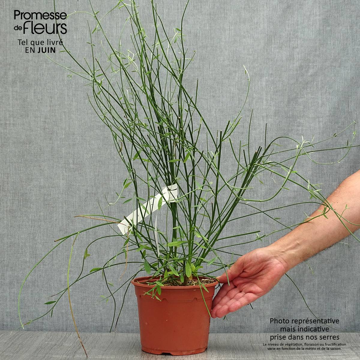 Promesse de Fleurs - Genêt d'Espagne - Spartium junceum Pot de 2L/3L - Image 2