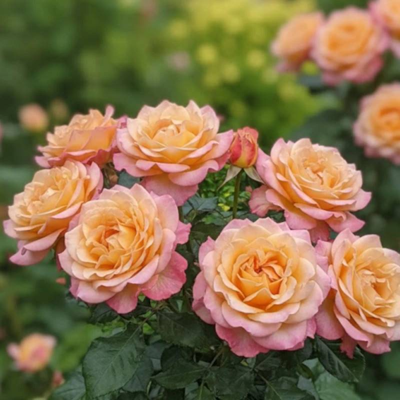 Rosier à grandes fleurs Rochemenier Village® 'Frycalm' à fleurs Rose/Jaune - feuillage Caduc - Pot de 3L - 20/40 cm - Image 4