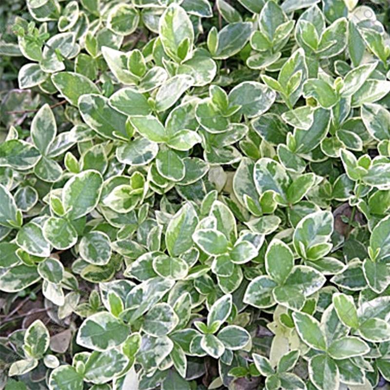 Promesse de Fleurs - Vinca minor Argenteovariegata - Pervenche panachée à petites fleurs Godet de 8/9 cm