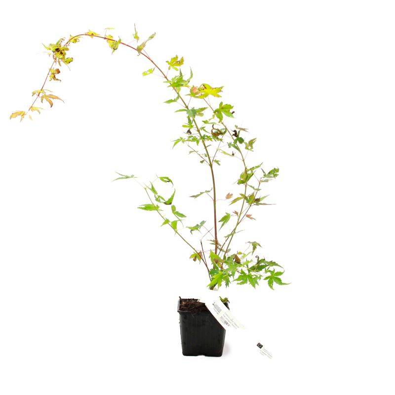 Érable du Japon 'Katsura' (Acer palmatum 'Katsura') - Godet 9cm - Pépinières Naudet - Imagen 2