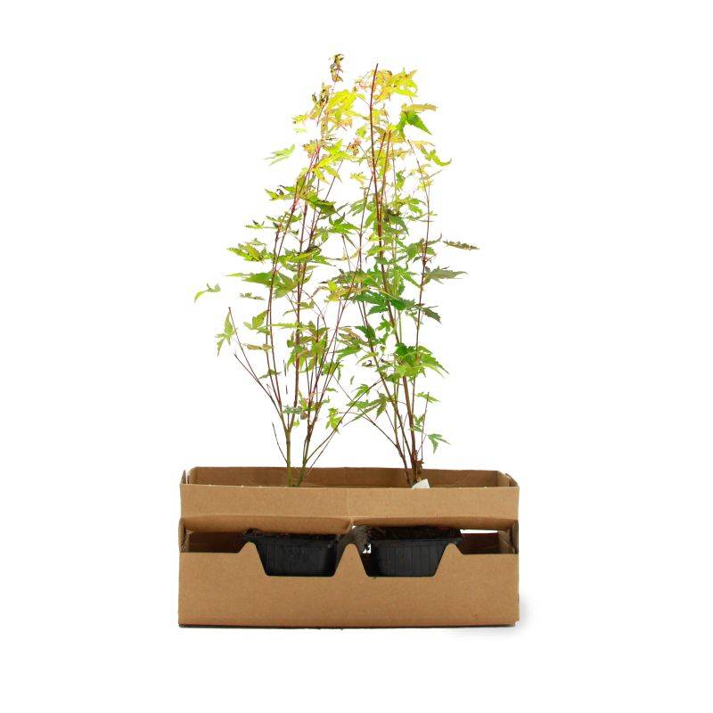 Érable du Japon 'Katsura' (Acer palmatum 'Katsura') - Godet 9cm - Pépinières Naudet - Imagen 4