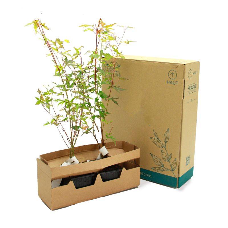 Érable du Japon 'Katsura' (Acer palmatum 'Katsura') - Godet 9cm - Pépinières Naudet - Imagen 5