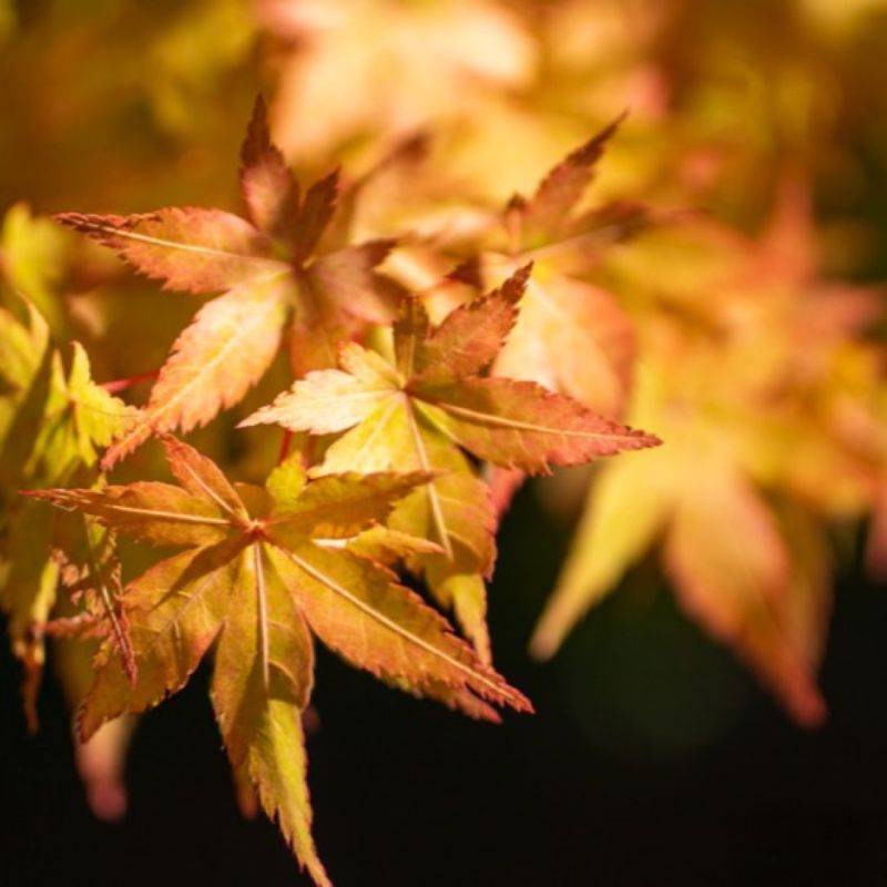 Érable du Japon 'Katsura' (Acer palmatum 'Katsura') - Godet 9cm - Pépinières Naudet - Imagen 1